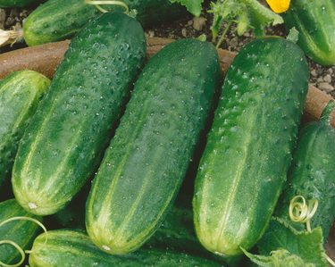 County Fair Improved Hybrid Cucumber Seeds